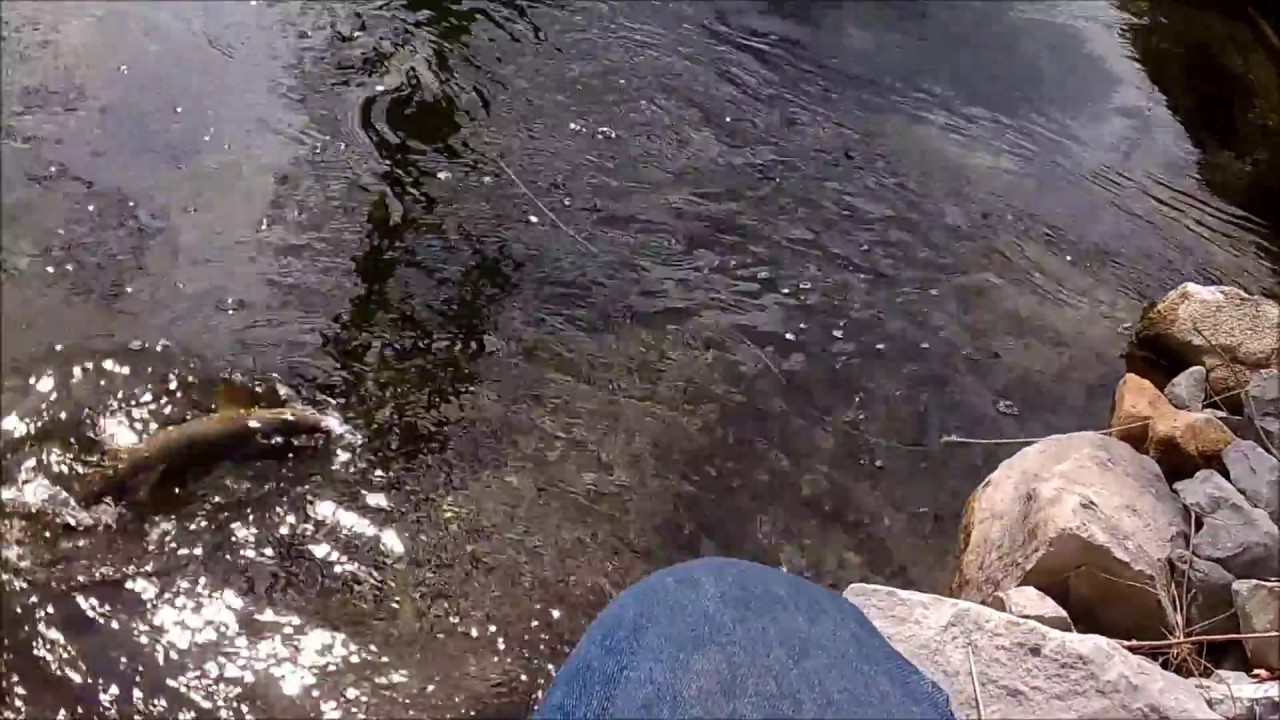Rockwell Springs Trout Club YouTube