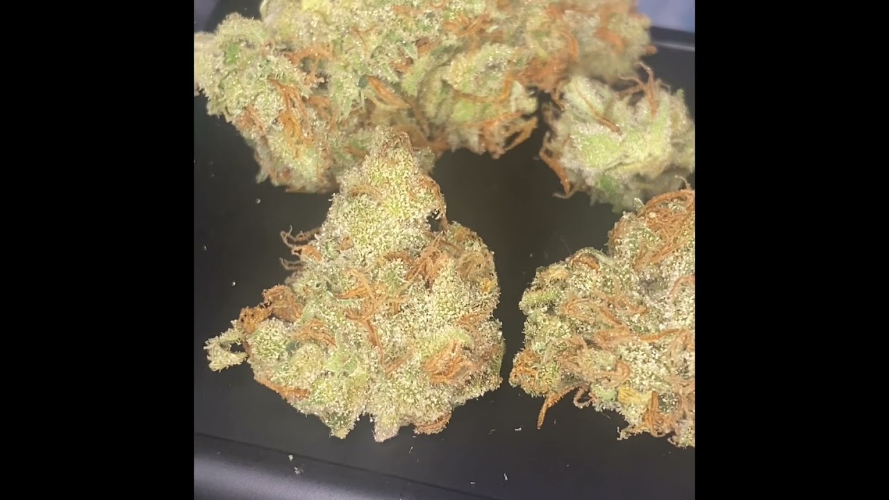 J1 by team elite genetics IG: cali_bud_reviews