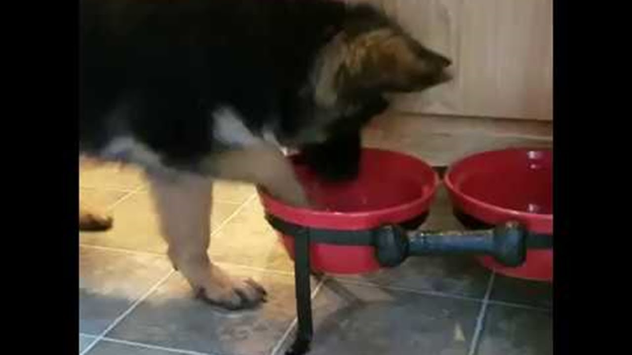 Puppy Tries to Work Out Her Water Bowl