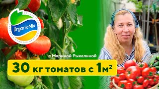 Как получить 30 килограмм томатов с 1 м²? Высадка томатов в грунт. Марина Рыкалина советует.