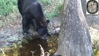 Florida’s 2025 bear hunt faces protests and high-stakes court battle