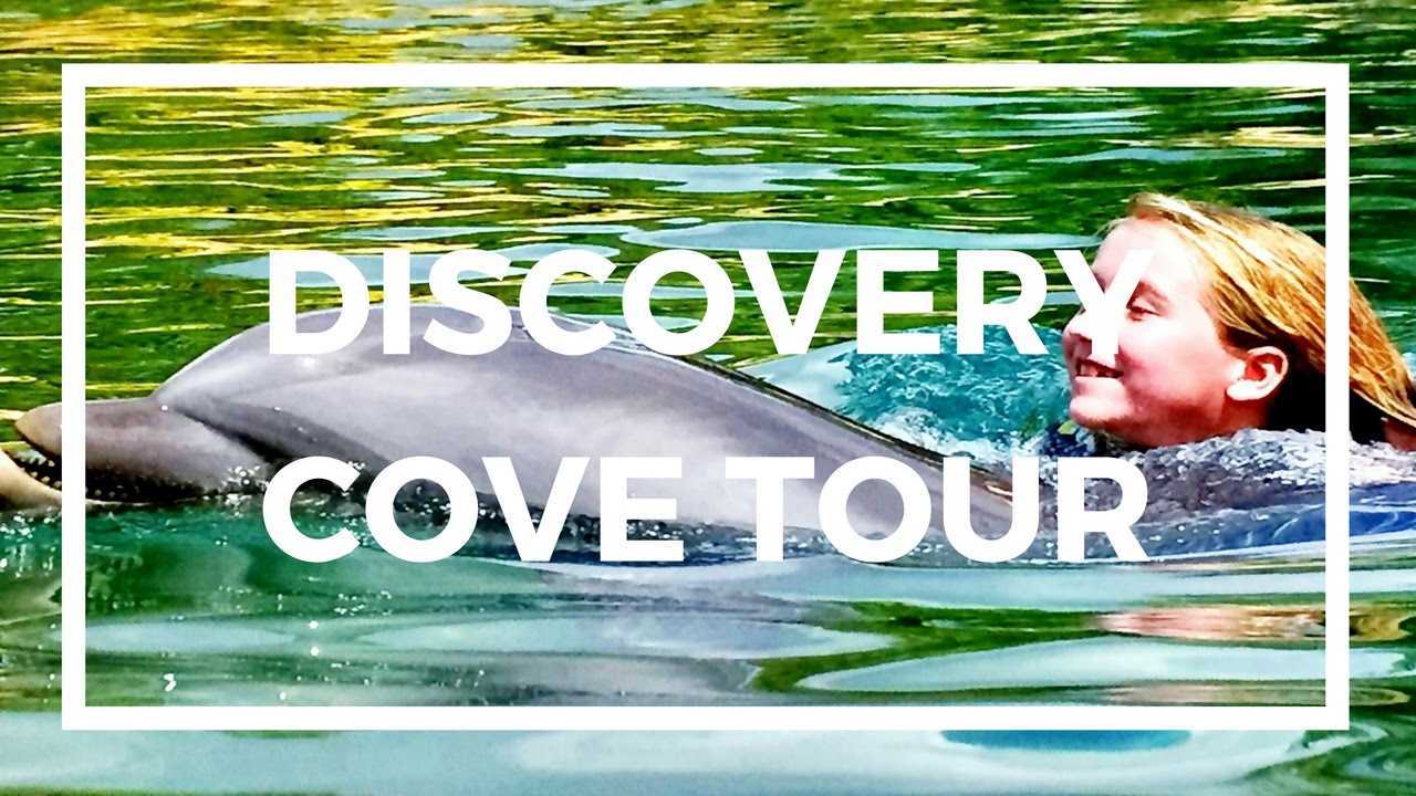 cruise tips and tricks carnival DISCOVERY COVE | SWIM WITH DOLPHINS | SWIM WITH FISH