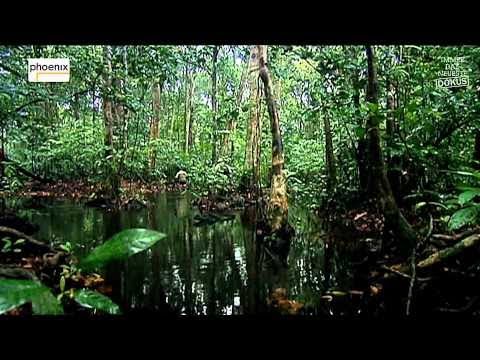 ᴴᴰ Dschungelfieber   Reise zu den Monstern in den Amazon Doku Deutsch