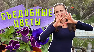ТОП 5 Съедобных Цветов 🌸 Какие Цветы Являются Съедобными?