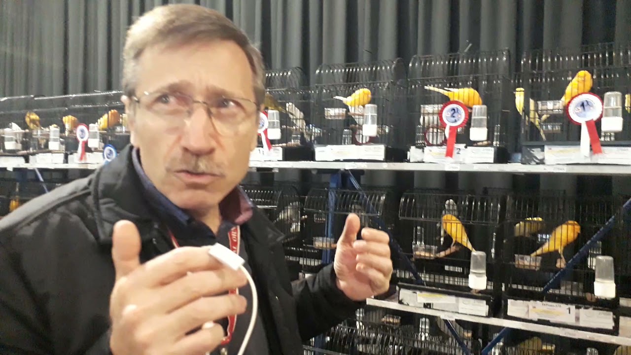 Yorkshire Nasıl Olmalı?  Hakem hocası Sn Oğuz Ertop'a sorduk...