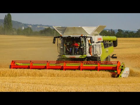 Árpa aratás/Barley harvest