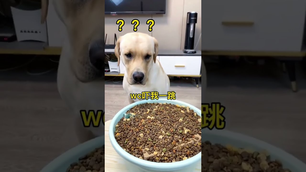 Labrador Dogs Have Become Ecstatic At Home All The Thoughts Are Written On Their Face