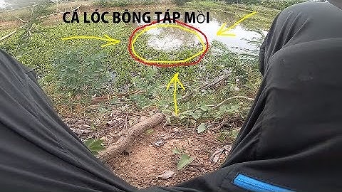 CÁ LÓC BÔNG TÁP MỒI GIẢ QUÁ NHỌ | CÂU CÁ MỒI GIẢ VLOG | AN LURE HYPER POKE 75