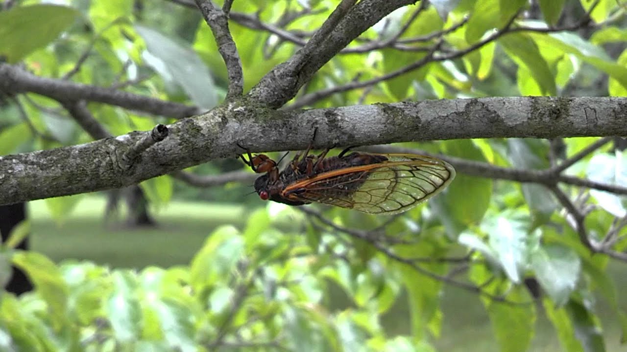 Cicada Female Laying Eggs YouTube