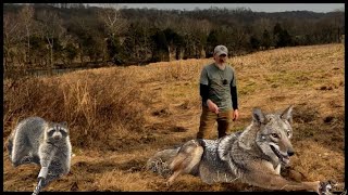 Predator Control Trapping Coyotes Using Methods That Actually Work.