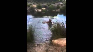 Hungarian Vizsla Ziggy