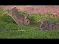 Happy rabbits!