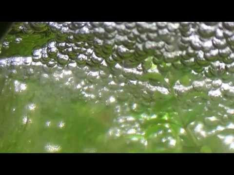 Betta spawn log -  2 days after hatching (2nd spawn 2013)