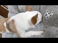 変な鼻歌を歌うことにハマった子犬　Humming Puppy
