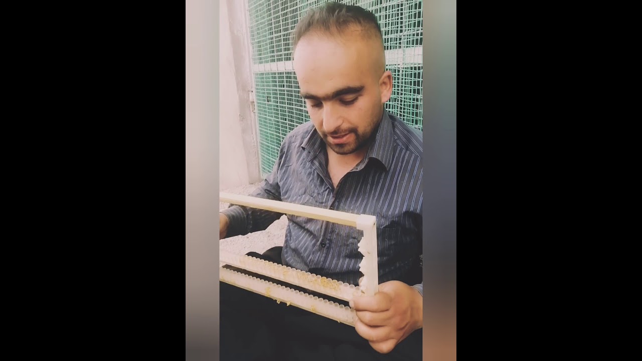 بەرهەمهێنانی خۆراکی شاهانە،بەشێوازی زانستی