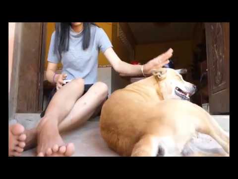 Beautiful girl comforting smart cute dogs at home