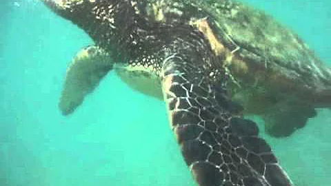 Swimming along with Honu