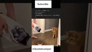 Coding on cat fantastic python coding fantastic