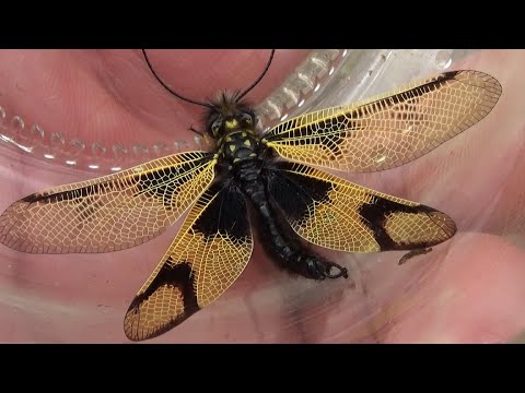 Owl fly (Libelloides longicornis). A dragonfly in a butterfly's body. GONZALO.