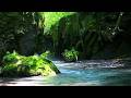 【癒しの時間】木漏れ日に包まれた渓谷の清流音ASMR【睡眠/集中/作業/リラックス】