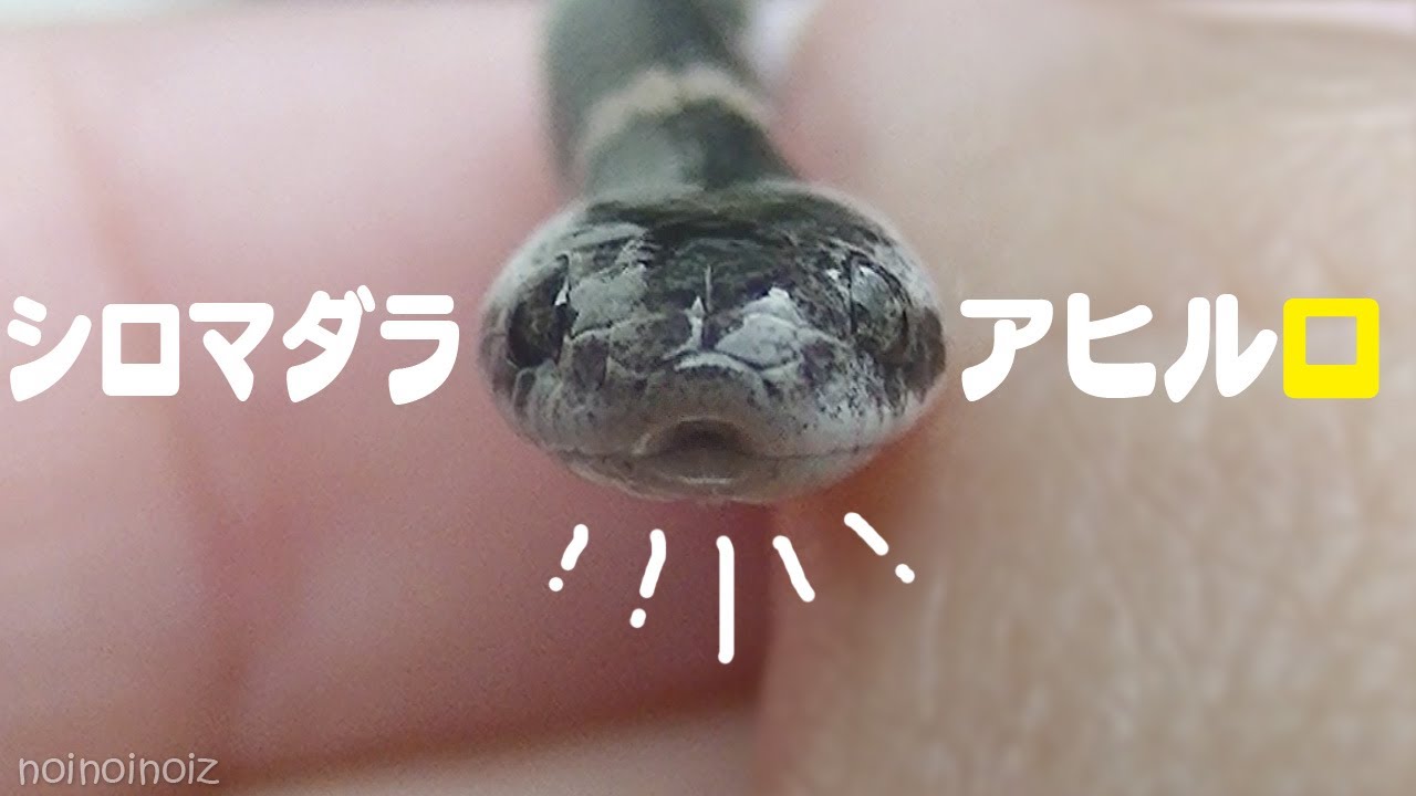 幻の蛇シロマダラ捕獲観察【野生】 Oriental odd-tooth snake - YouTube