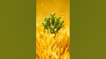 Grasshopper Visits Rice Fields | Larv