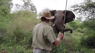 When Animals Attack Part Two 2021