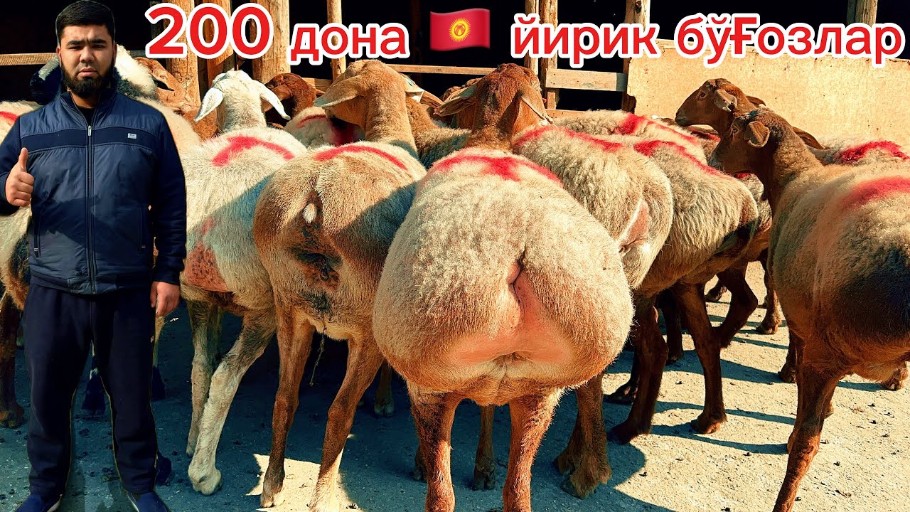 🇰🇬қирғизистондан 200 бош егизчи бўғозлар келди🔥Бегзодбек