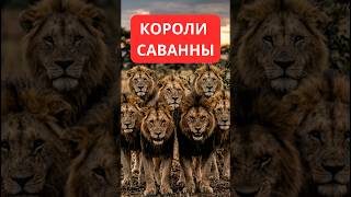 Короли Саванны: Скарфейс и братья Мапого