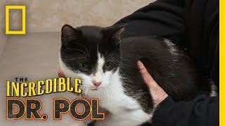 Making a Life Changing Decision For a Stray | The Incredible Dr. Pol
