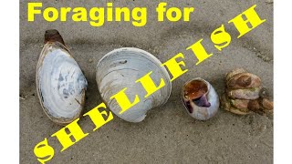 Foraging for Shellfish:  how to dig clams and more