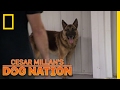 Approaching an Apprehensive Dog | Cesar Millan's Dog Nation