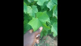 🔴 LIVE STREAM |TOPIC:  PHYSICAL & SPIRITUAL BENEFITS OF JATROPHA LEAVES