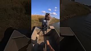 Grandpa Trapped On The River.. Hippo Runs