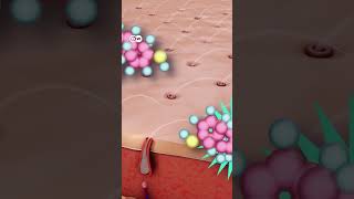 Role Of Hormones In The Process Of Hair Growth Process Of Hair Growth