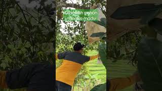 dibawah pohon nangka madu #nangka #pohonnangka #fyp#perjalanan