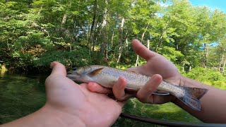 Trout By The Netful