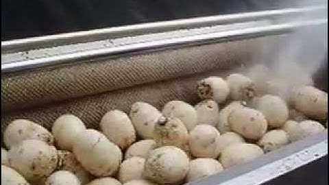 Máy Rửa Củ, Quả ( Dạng con lăn bàn chải) 0909134877