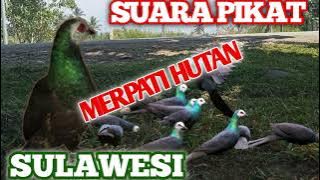 Suara Burung Pute pili/merpati hutan#mp3 busa pili