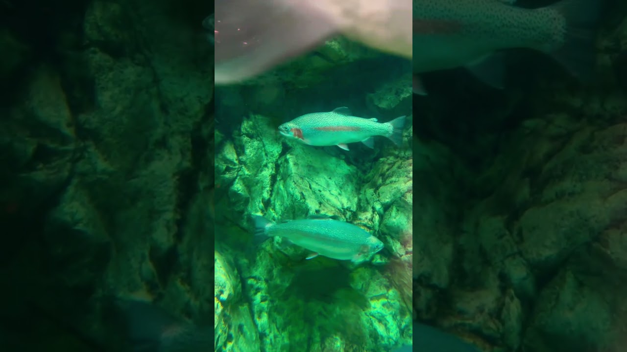 💯 Money When Selling Life Insurance