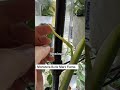 Monstera Burle Marx new leaf. Hoping for 6 Fenestrations. | #Monstera #HousePlant