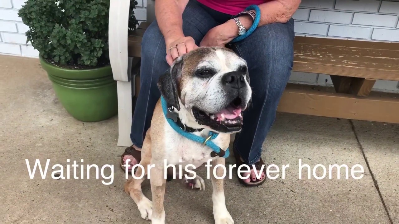 ADOPTED! dog Tugboat is a sweet senior YouTube