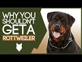 ROTTWEILER! 5 Reasons Why You SHOULD NOT Get a Rottie!