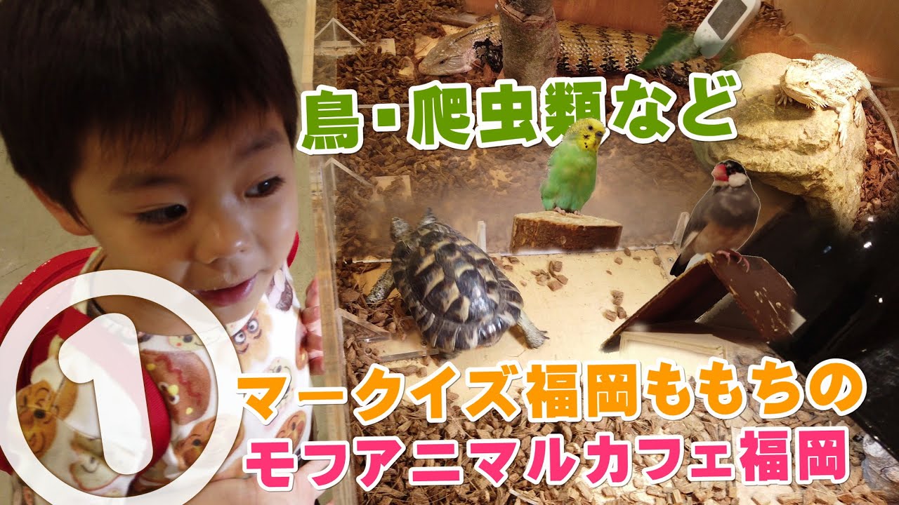 ①マークイズ福岡ももちのモフアニマルカフェ福岡で亀、鳥、トカゲ、の動物さんと触れ合ってきました。 YouTube