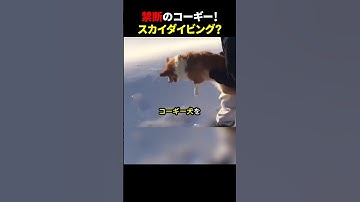 禁断のコーギー！スカイダイビング？ #ほっこりショート