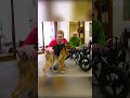 Quasimodo el perro con joroba que enamoró al mundo #shorts