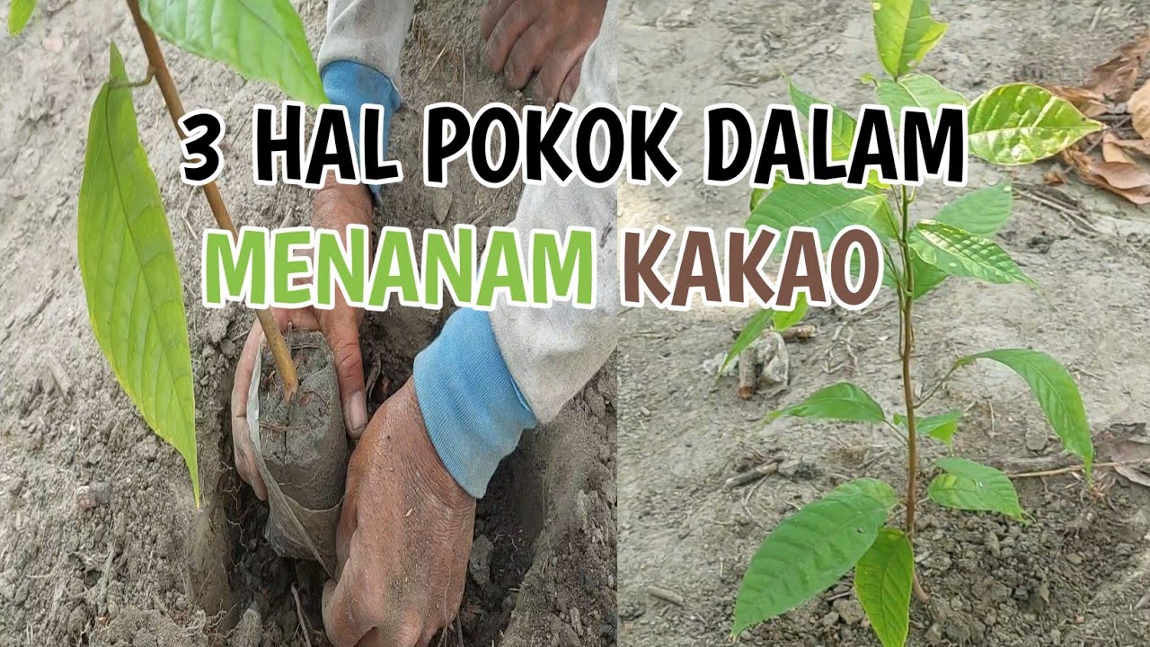 cara menanam kakao