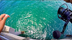 Snook Fishing Dania Beach Pier Summer 2017!