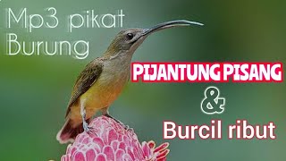 mp3 suara pikat burung PIJANTUNG PISANG VS BURCIL RIBUT