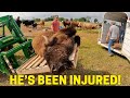 We RESCUED An Abandoned Bison! Where Did He Come From!?